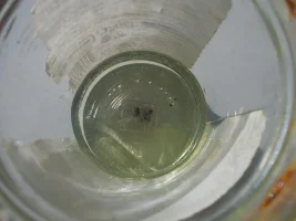 sonda lambda sup residuo pulizia DSCN1505_2.webp sonda lambda sup residuo pulizia DSCN1505_2.webp