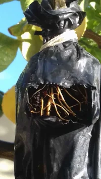 radici margotta.webp