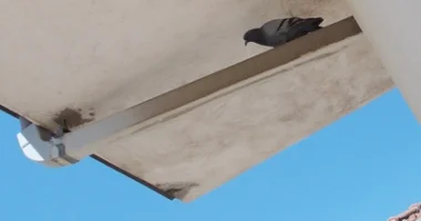 grondaia piccioni DSCN3810_2.webp