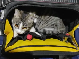 Cloe-in-valigia.webp Cloe-in-valigia.webp