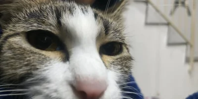 tigre.webp tigre.webp